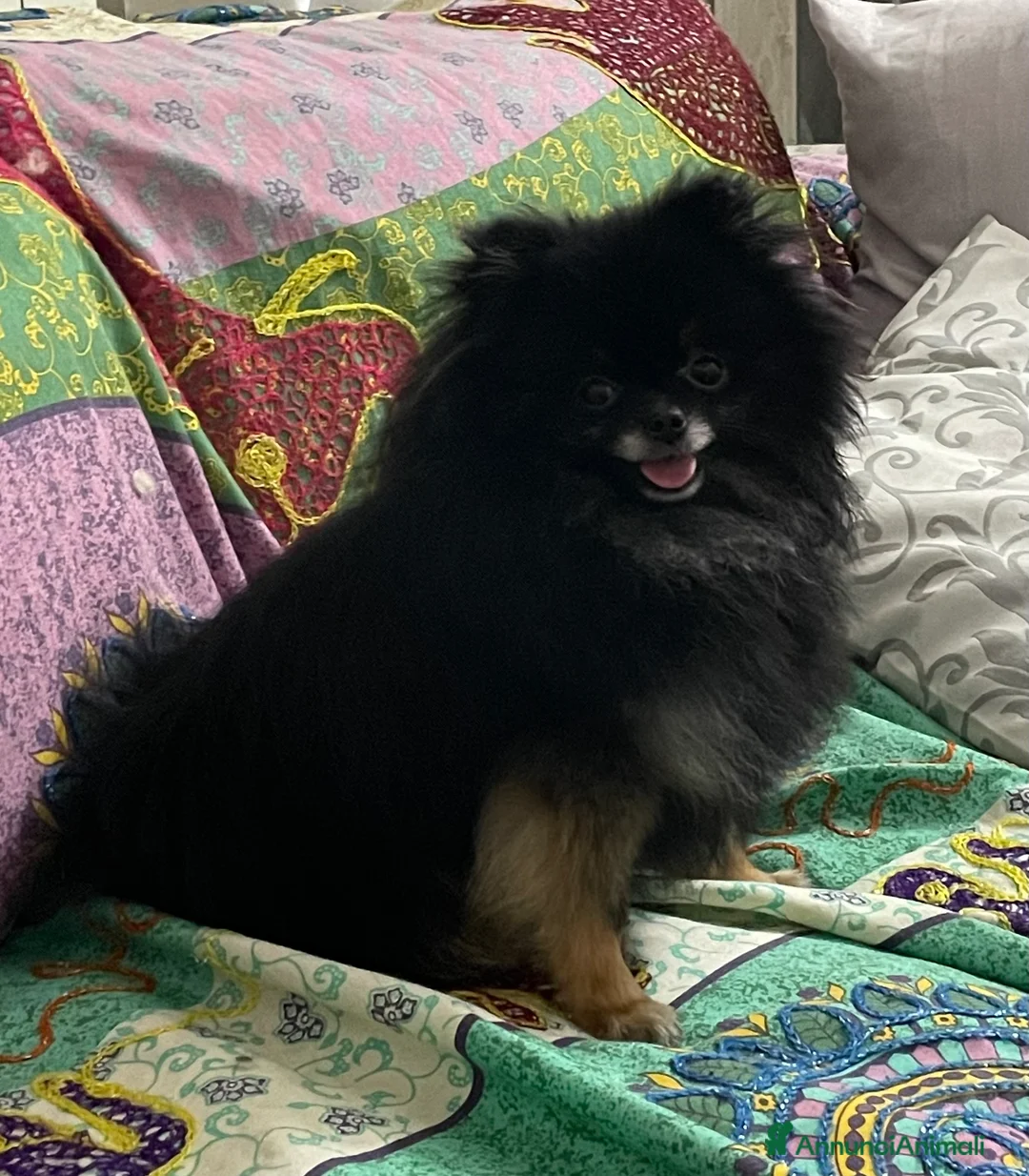 Volpino Pomerania cani in vendita: Volpino di Pomerania  - Annuncio 2