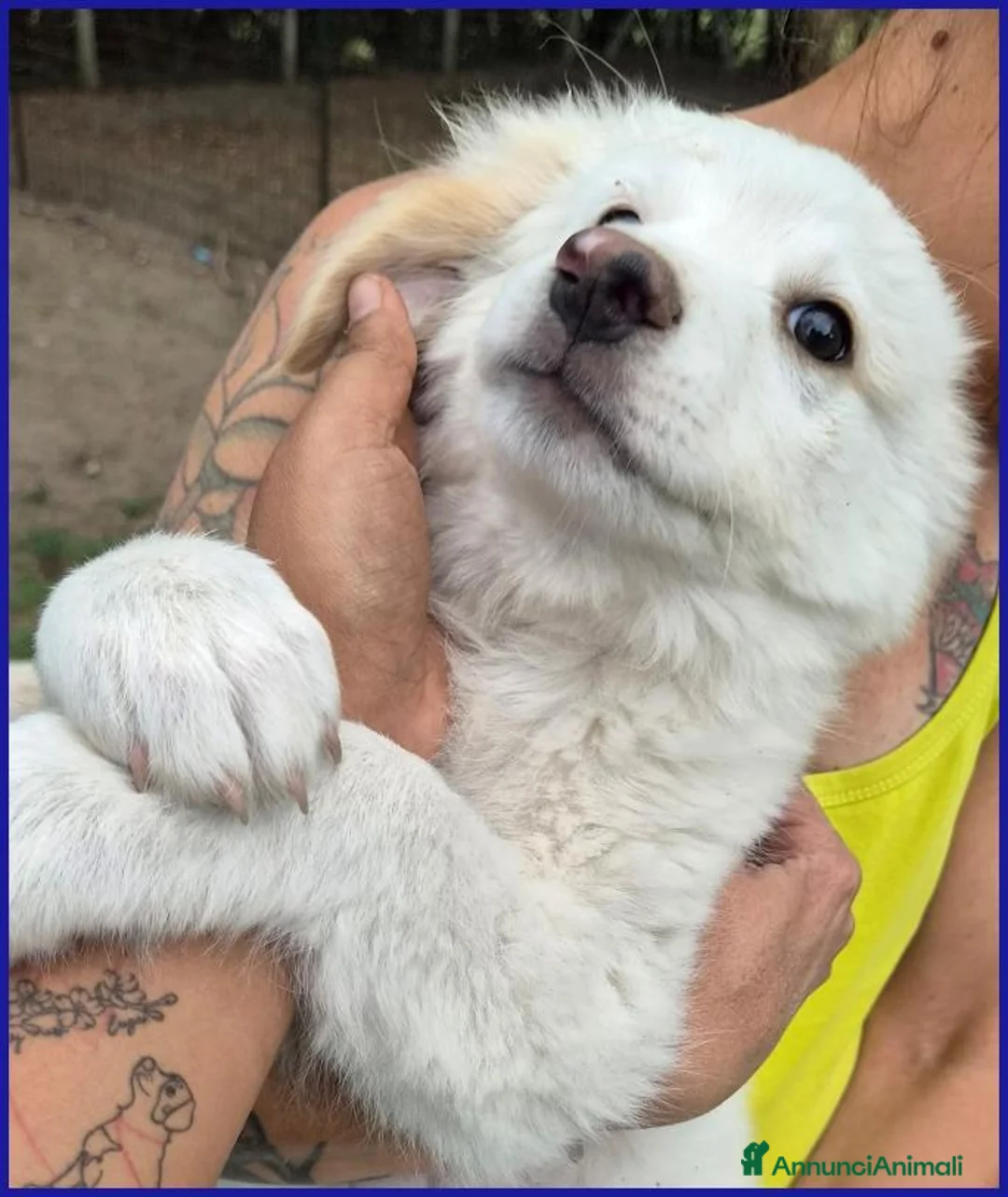 Meticcio cani in regalo: BABAGANOUSH, DELIZIOSO CUCCIOLO DI 2 MESI, UN CONC - Annuncio 2