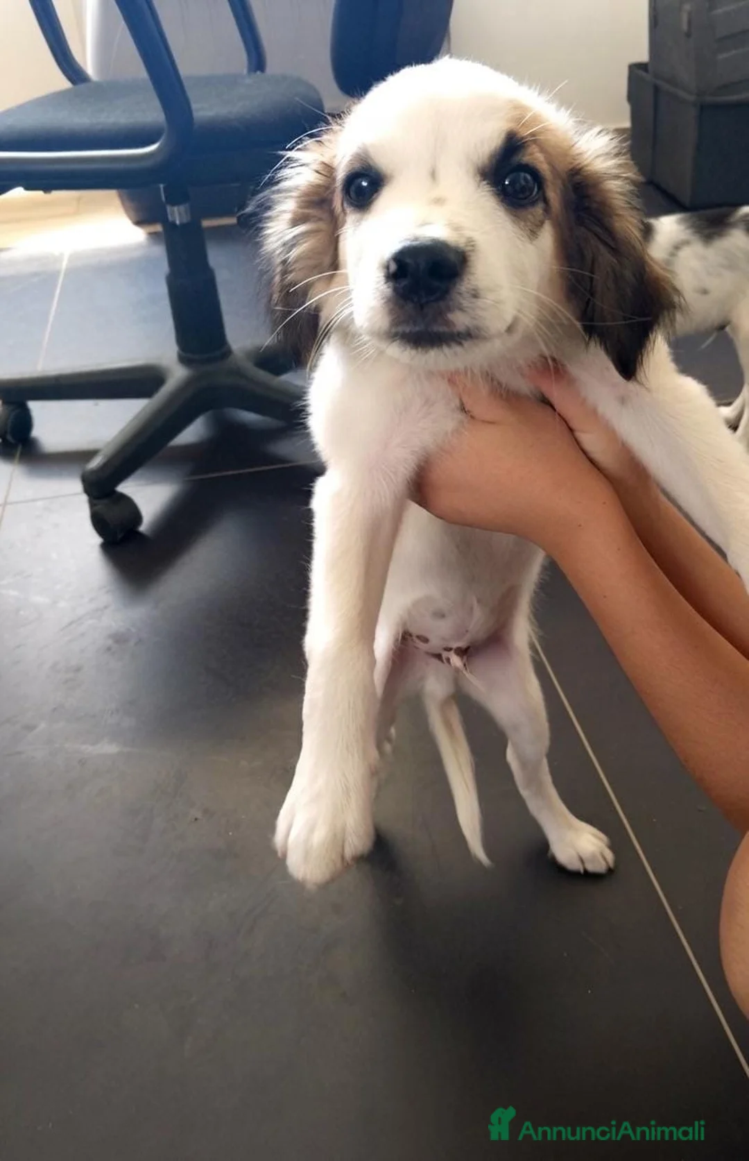 Meticcio cani in regalo: ORO 💙 SÌ, STO ASPETTANDO PROPRIO TE - Annuncio 2