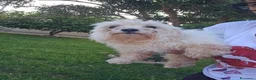 Maltese cani in regalo: Mafalda: maltesina 4 anni, socievole con tutti  - Annuncio 6