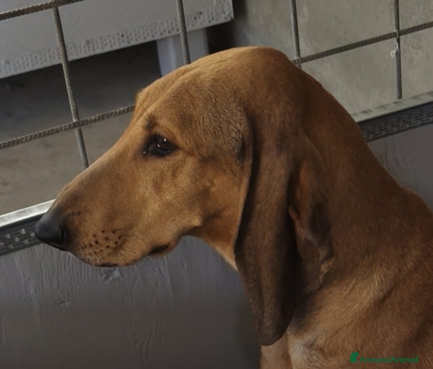 Segugio cani Cuccioli segugio italiano  - Annuncio 1