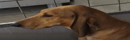 Segugio cani in vendita: Cuccioli segugio italiano  a Libero consorzio comunale di Siracusa - Annuncio 1