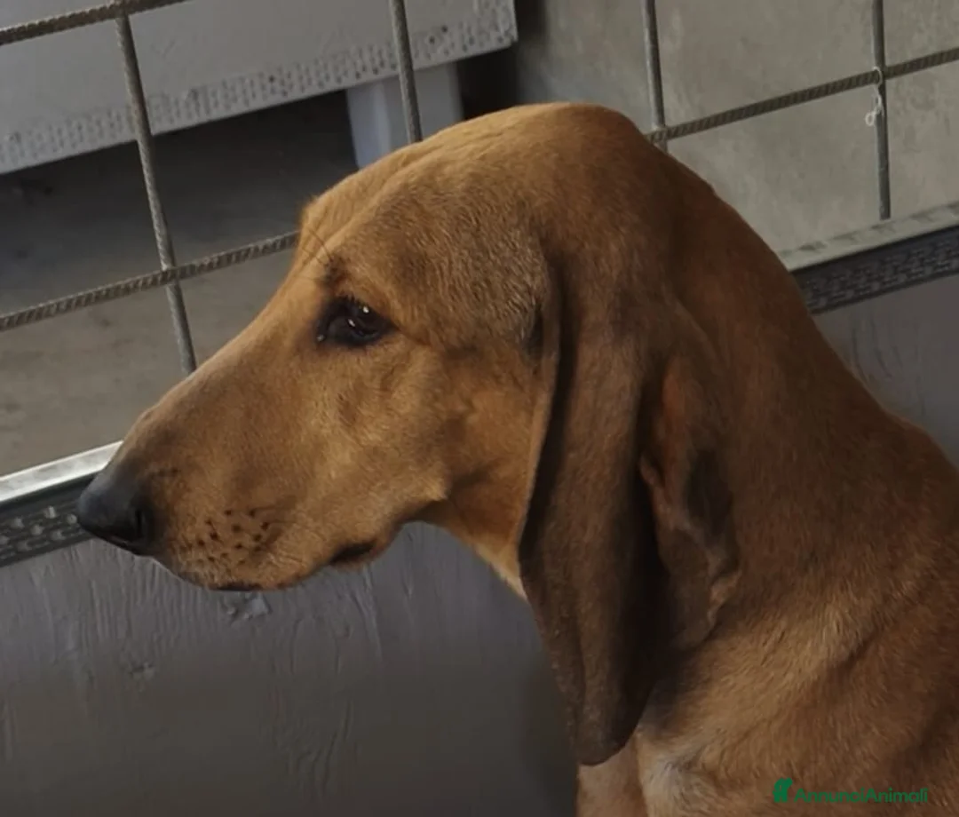 Segugio cani in vendita: Cuccioli segugio italiano  a Libero consorzio comunale di Siracusa - Annuncio 1