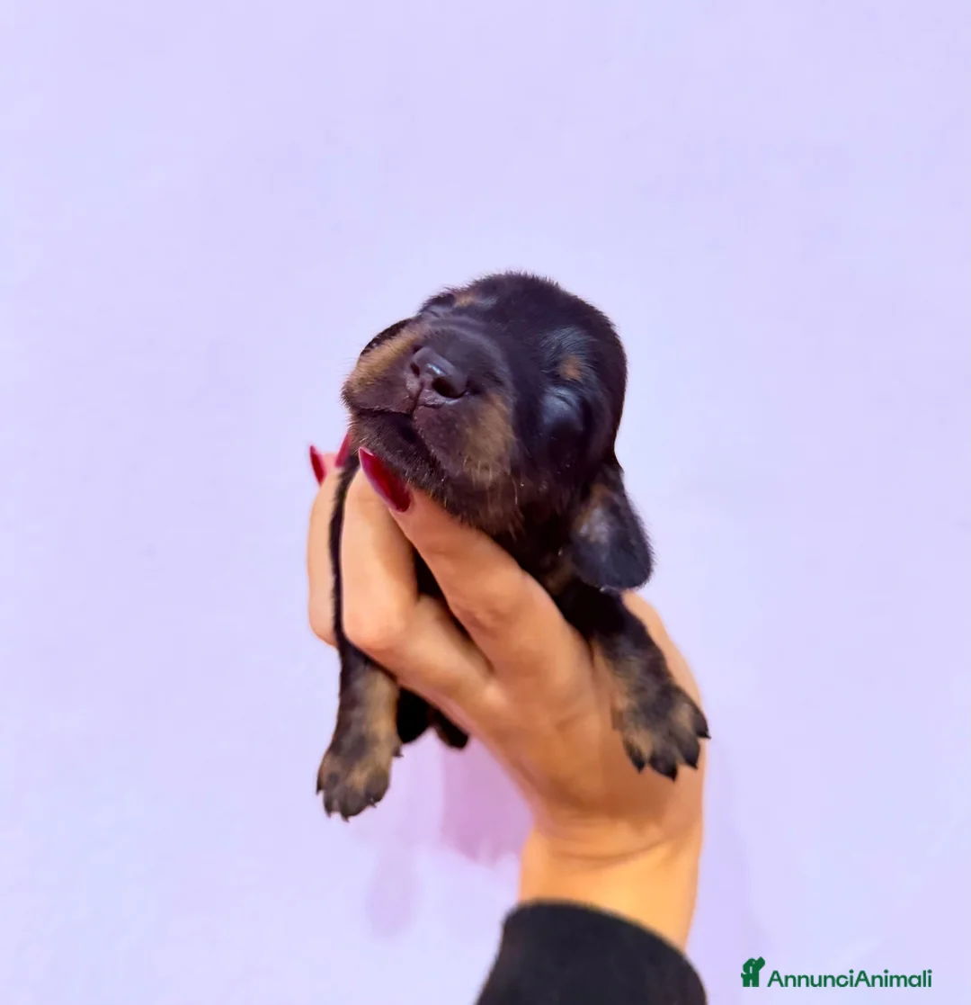 Bassotto cani in vendita: Bassotti a pelo lungo  - Annuncio 2