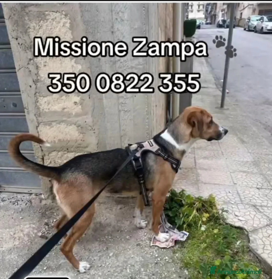 Meticcio cani in regalo: Wendy 18mesi dalla strada a breve in canileSUD SOS - Annuncio 4