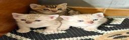 Bengala gatti in vendita: gatto bengala  - Annuncio 1