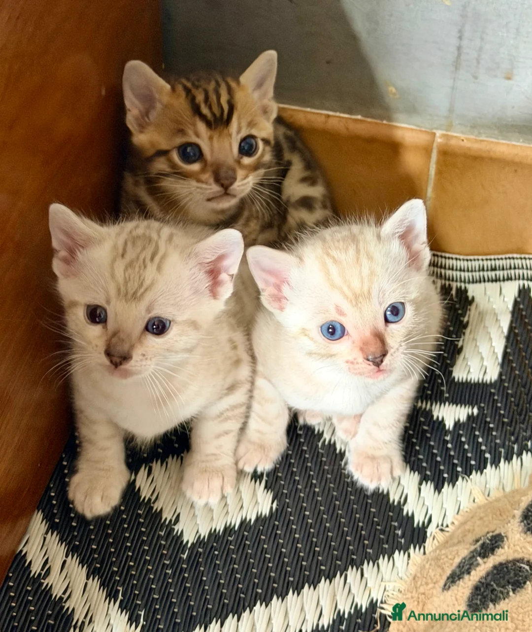 Bengala gatti in vendita: gatto bengala  - Annuncio 1