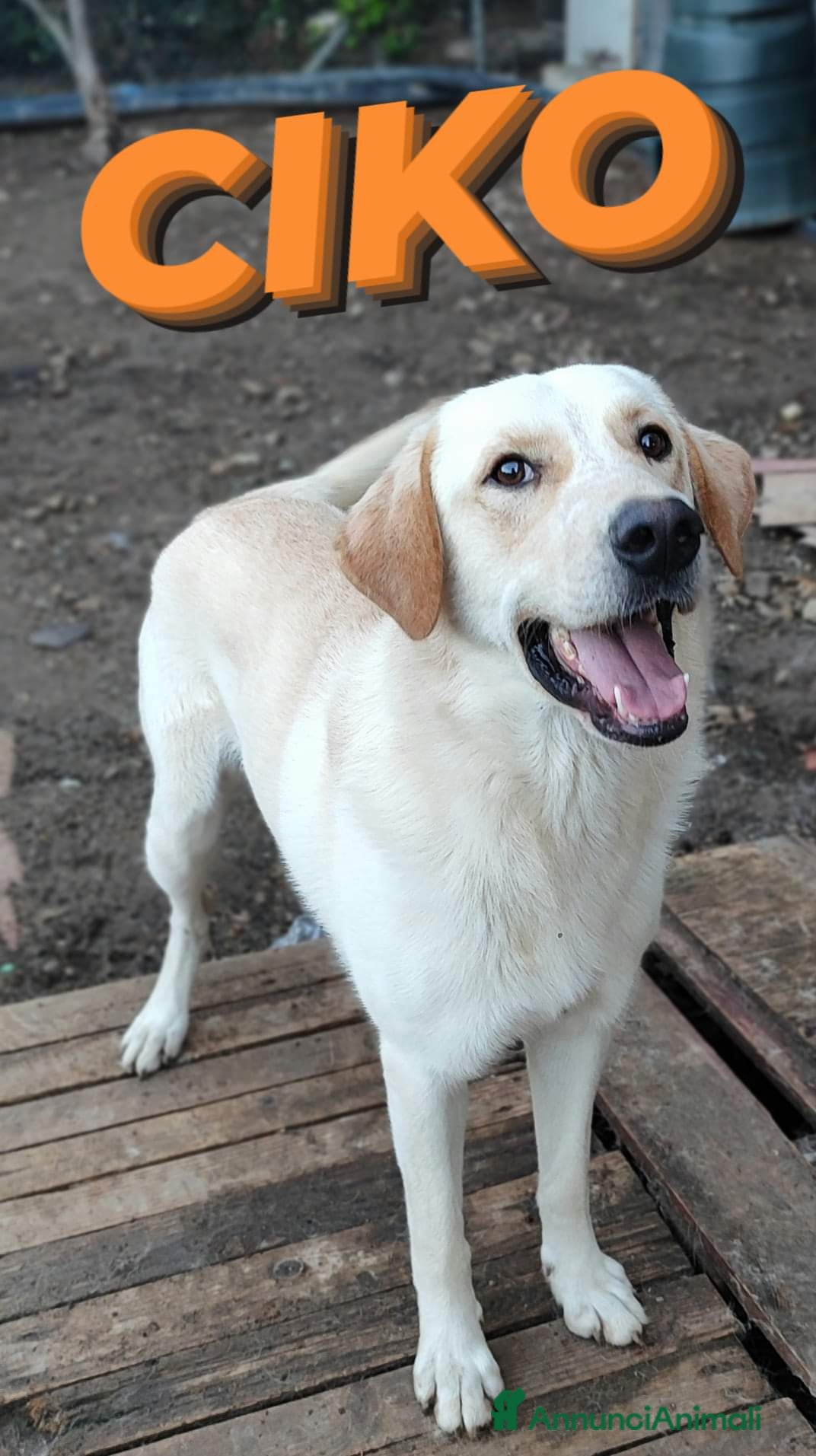 Labrador cani Una famiglia per Ciko  a Provincia di Savona - Annuncio 2