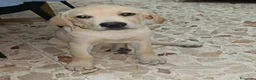 Labrador cani in vendita: Labrador Retriever - Annuncio 2