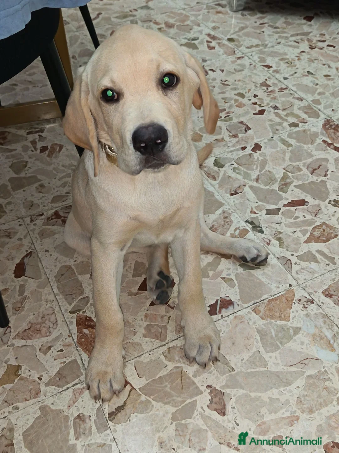 Labrador cani in vendita: Labrador Retriever - Annuncio 2
