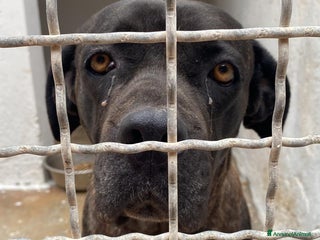 Cane Corso cani Corso femmina triste in canile da molto.PUGLIA SOS a Città metropolitana di Milano - Annuncio 1