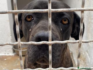 Cane Corso cani Corso femmina triste in canile da molto.PUGLIA SOS a Città metropolitana di Milano - Annuncio 6