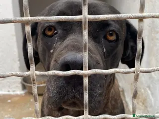 Cane Corso cani Corso femmina triste in canile da molto.PUGLIA SOS a Città metropolitana di Milano - Annuncio 3