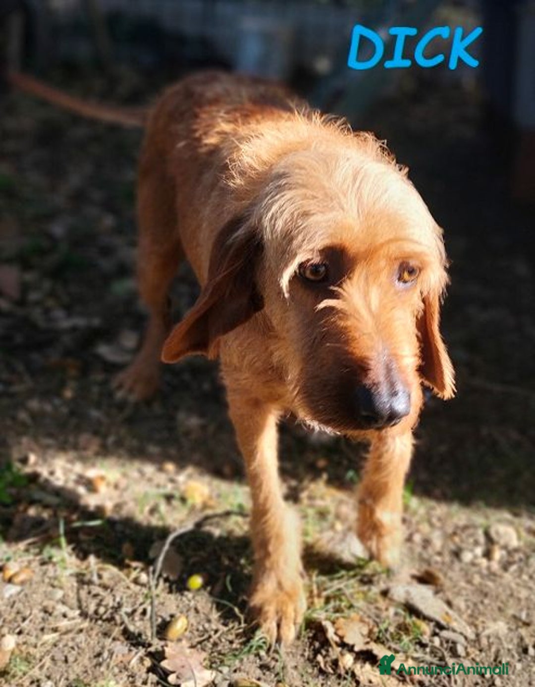 Segugio cani in regalo: DICK Urgentissimo ! Senza casa... - Annuncio 5