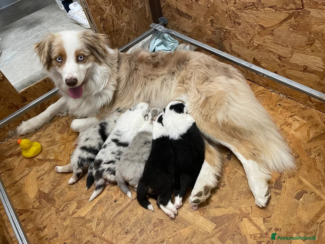 Australian Shepherd cani in vendita: Cucciole Australian Shepherd - Annuncio 8