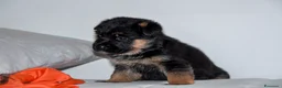 Pastore Tedesco cani in vendita: Allevamento di Terra Scura a Provincia di Salerno - Annuncio 8