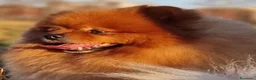 Spitz cani in vendita: Spitz di Pomerania nano - Annuncio 5