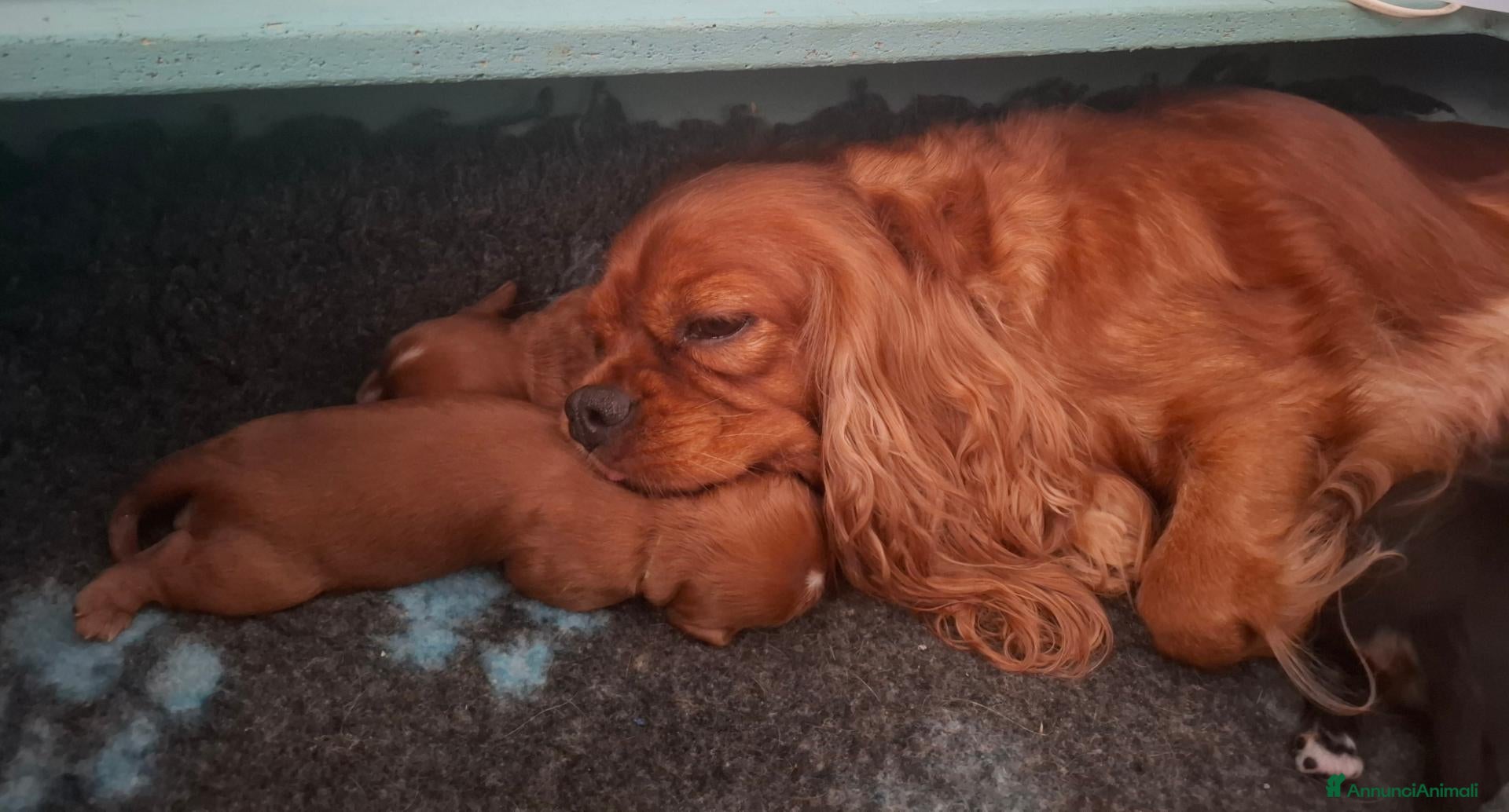 Cavalier King cani Cavalier king black and tan pedigree  - Annuncio 1