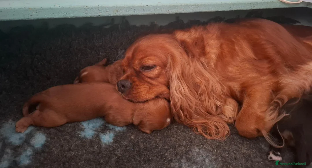 Cavalier King cani in vendita: Cavalier king black and tan pedigree  - Annuncio 1