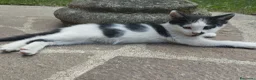 Meticcio gatti in regalo: Gattini  a Provincia di Brescia - Annuncio 5