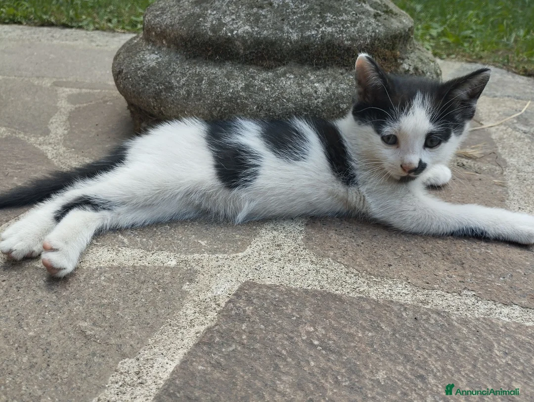 Meticcio gatti in regalo: Gattini  a Provincia di Brescia - Annuncio 5