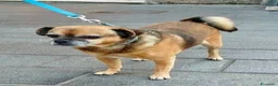 Meticcio cani in regalo: Bruno - Annuncio 4