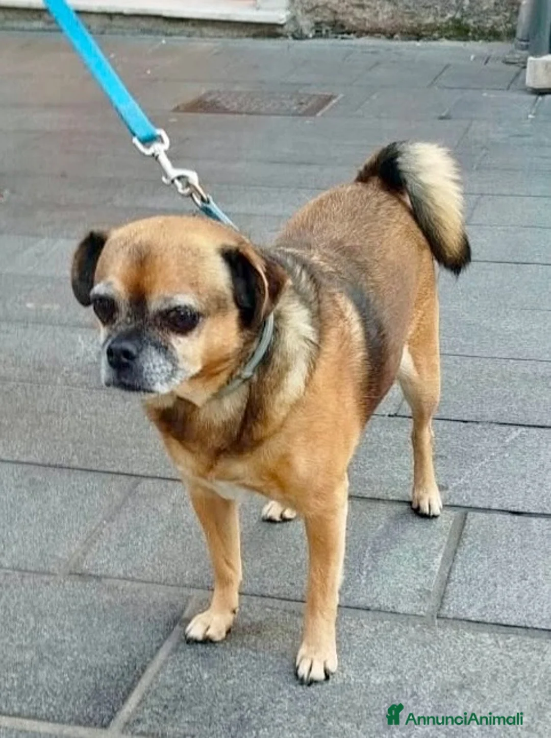 Meticcio cani in regalo: Bruno - Annuncio 4