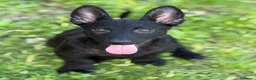 Meticcio cani in regalo: ELIO, fantastico lupetto! TG MEDIO CONTENUTA - Annuncio 4