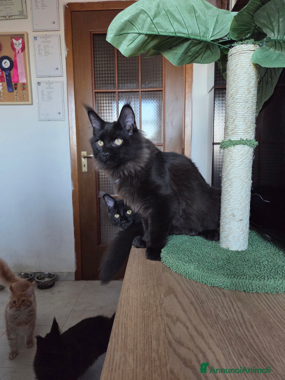 Maine Coon gatti in vendita: Ultimi 4 cuccioli Maine Coon - Annuncio 23