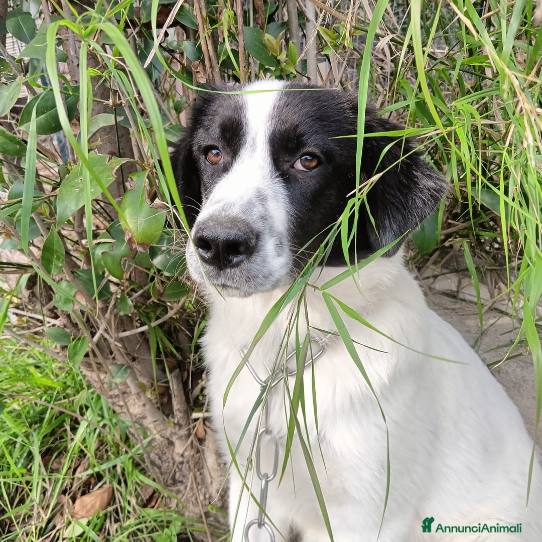 Meticcio cani in regalo: Pesca bella dolce tranquilla - Annuncio 4