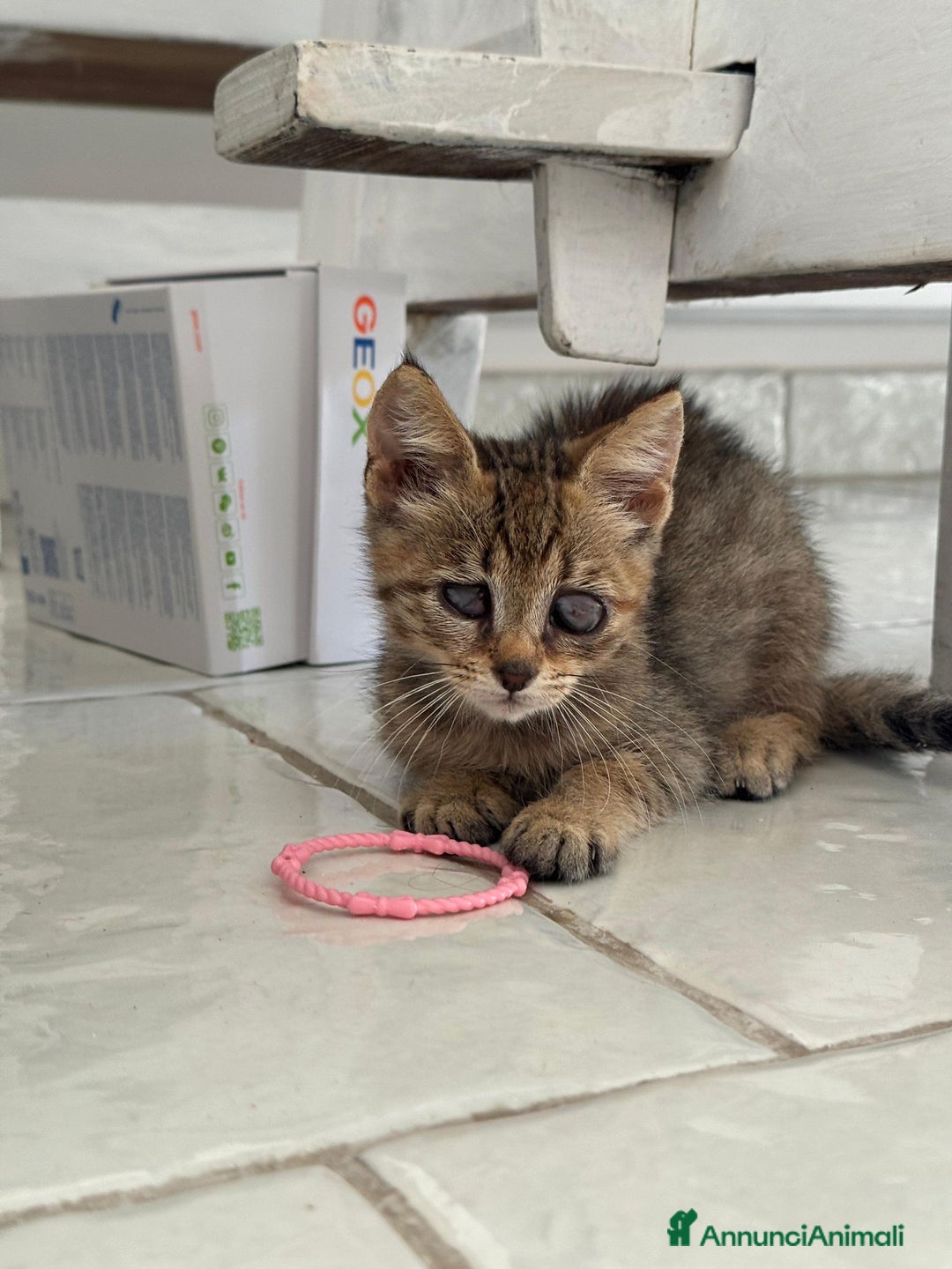 Altre razze gatti in regalo: Adozione del cuore per la piccola Luce - Annuncio 2