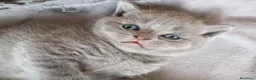 British gatti in vendita: British shorhair cuccioli  - Annuncio 5
