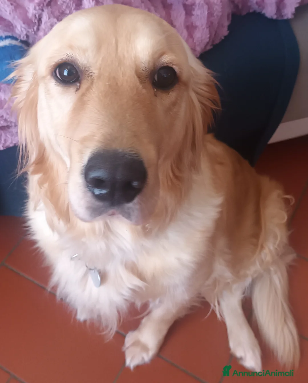 Golden Retriever cani in vendita: Cuccioli di Golden Retriever con Pedigree a Città Metropolitana di Firenze - Annuncio 4