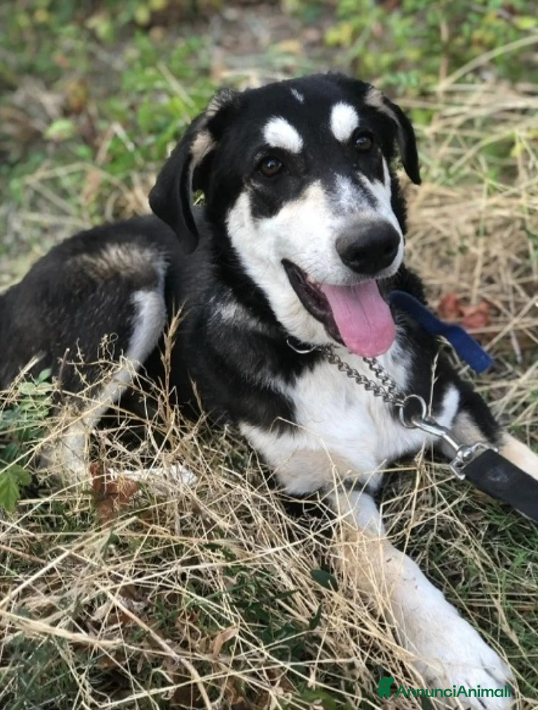 Meticcio cani in regalo: Mix Australian Shepherd 6mesi INVISIBILE! SICILIA - Annuncio 2