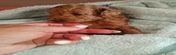 Barboncino Toy cani in vendita: Barboncini mini toy - Annuncio 9