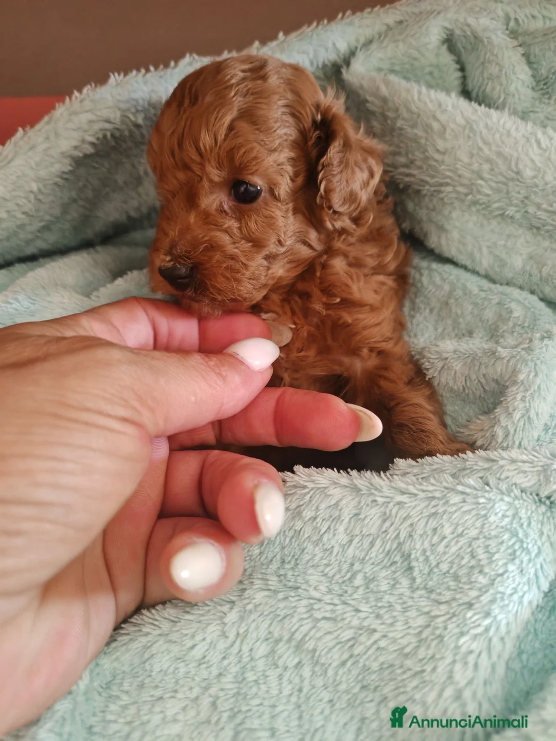 Barboncino Toy cani in vendita: Barboncini mini toy - Annuncio 9