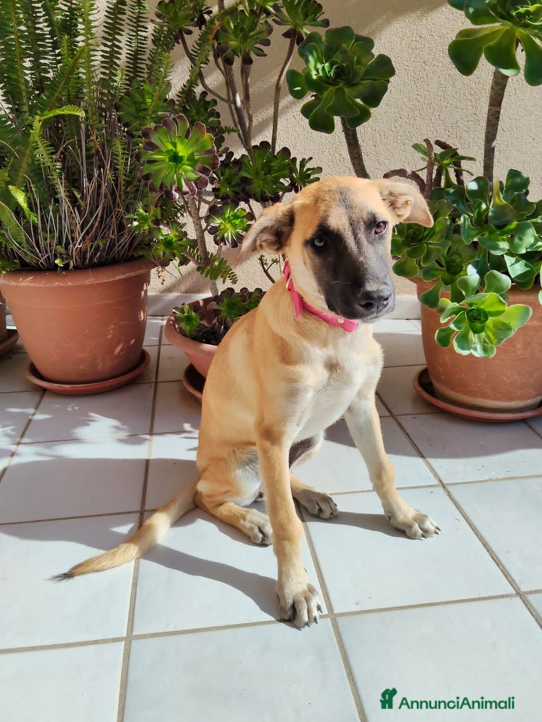 Altre razze cani in regalo: sofia e maya - Annuncio 4