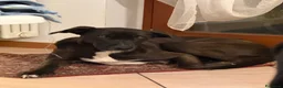 Meticcio cani in regalo: Billa - Annuncio 1