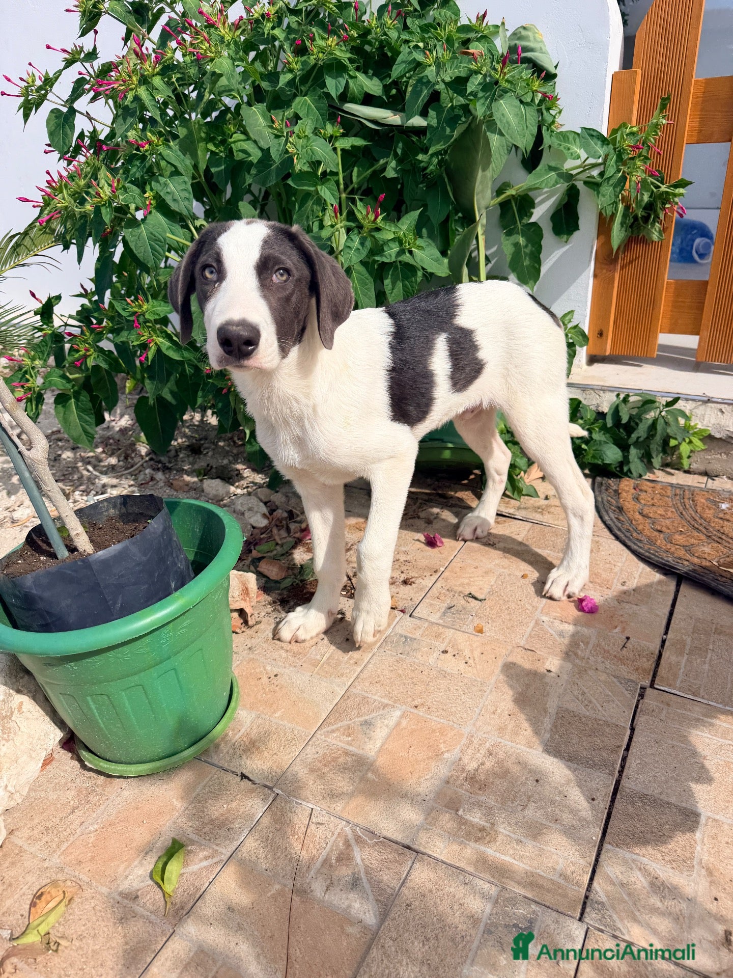 Meticcio cani Milo dolcissimo cucciolo simil segugio - Annuncio 4