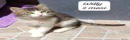 Altre razze gatti in regalo: Tanti gattini desiderosi di trovare casa  a Provincia di Bergamo - Annuncio 6