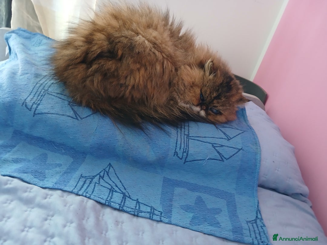 Persiano gatti in regalo: Gatta persiana - Annuncio 2