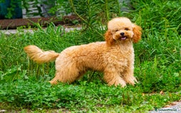 Barboncino cani in vendita: Cucciolo Barboncino Nano nato il 31/01/2025 - Immagine 2