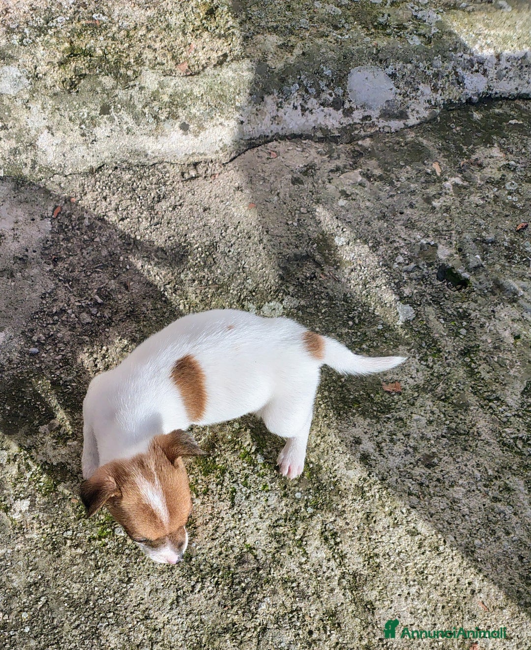 Jack Russell cani in vendita: Cucciole jack russel  - Annuncio 6