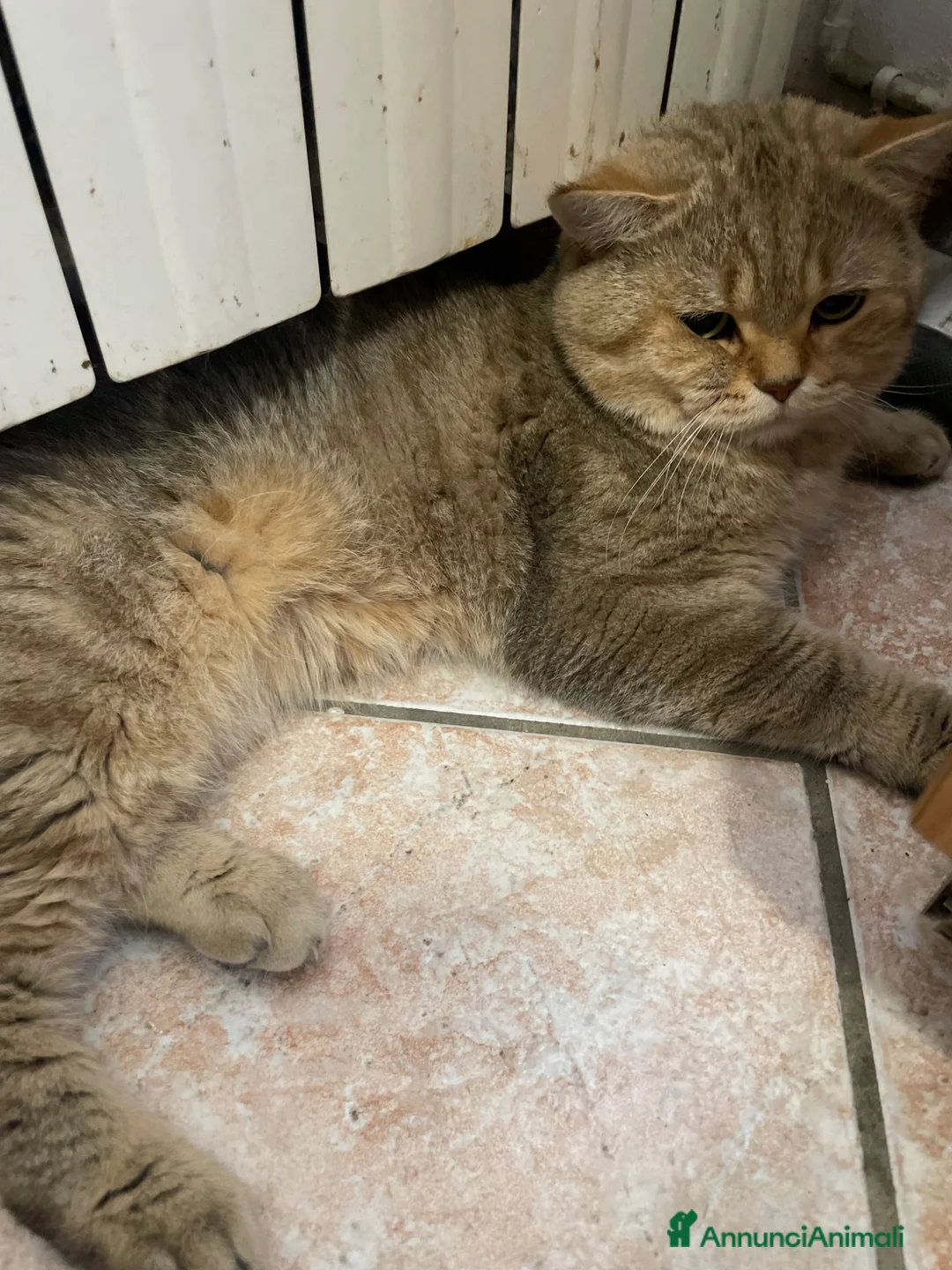 Scottish gatti in vendita: Scottish Straight  - Annuncio 8