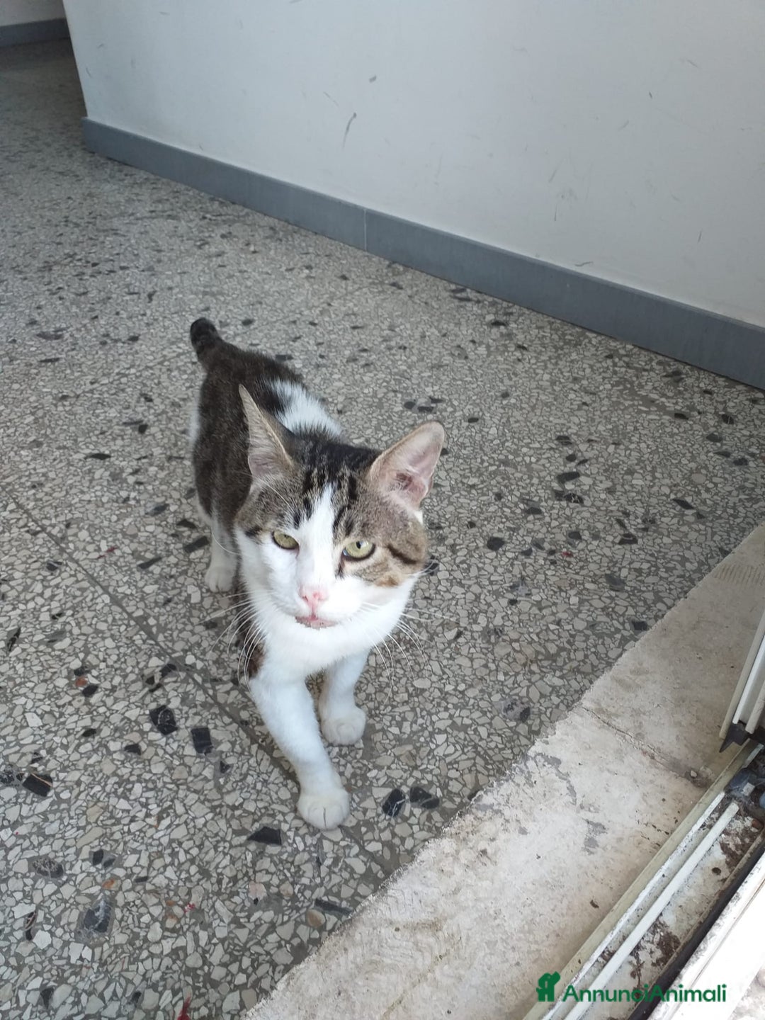 Altre razze gatti in regalo: Adozione del cuore per Lucio  a Città metropolitana di Roma Capitale - Annuncio 2