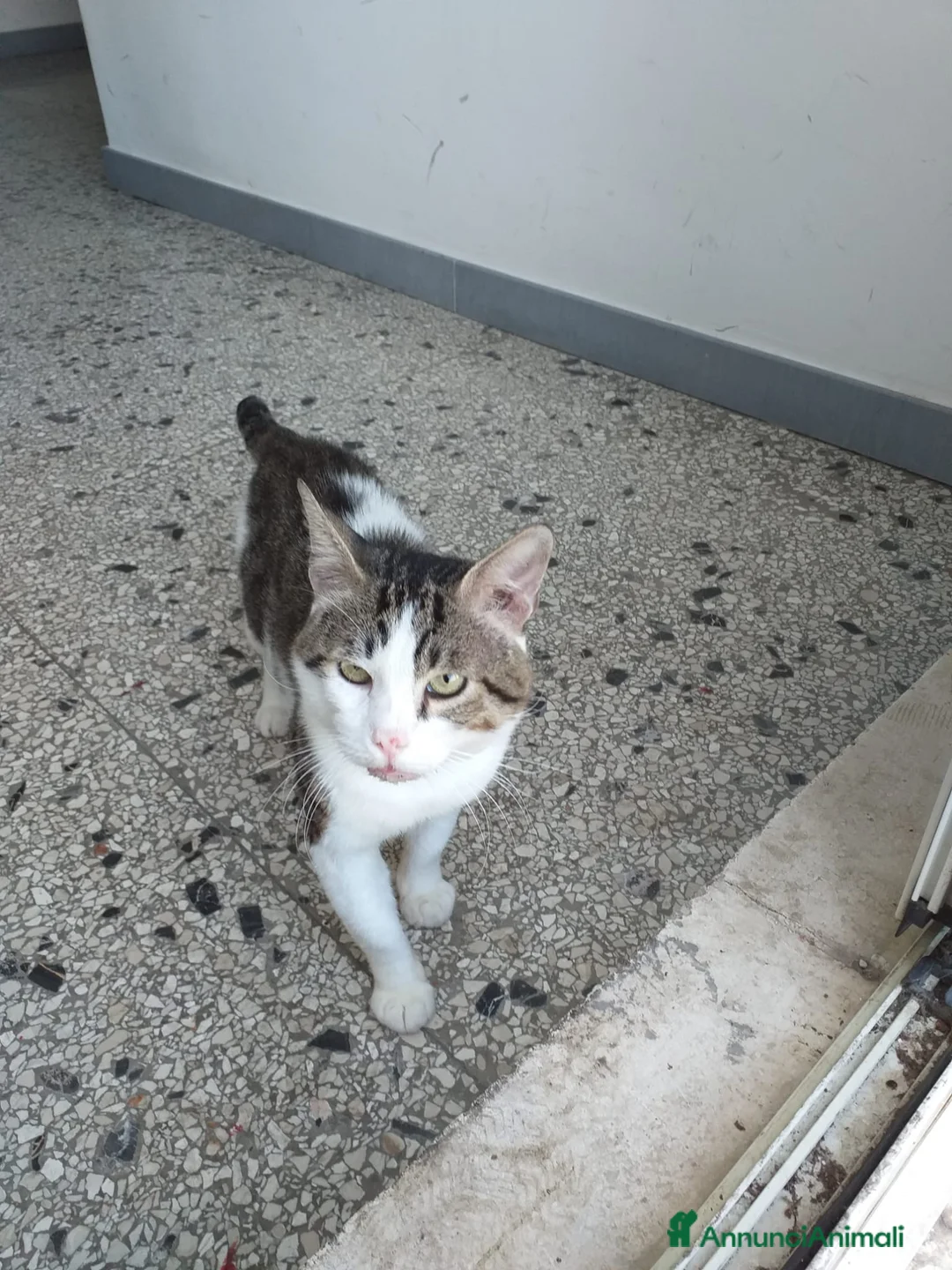 Altre razze gatti in regalo: Adozione del cuore per Lucio  a Città metropolitana di Roma Capitale - Annuncio 2