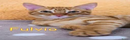 Europeo gatti in regalo: FULVIO DOLCISSIMO GATTINO - Annuncio 2