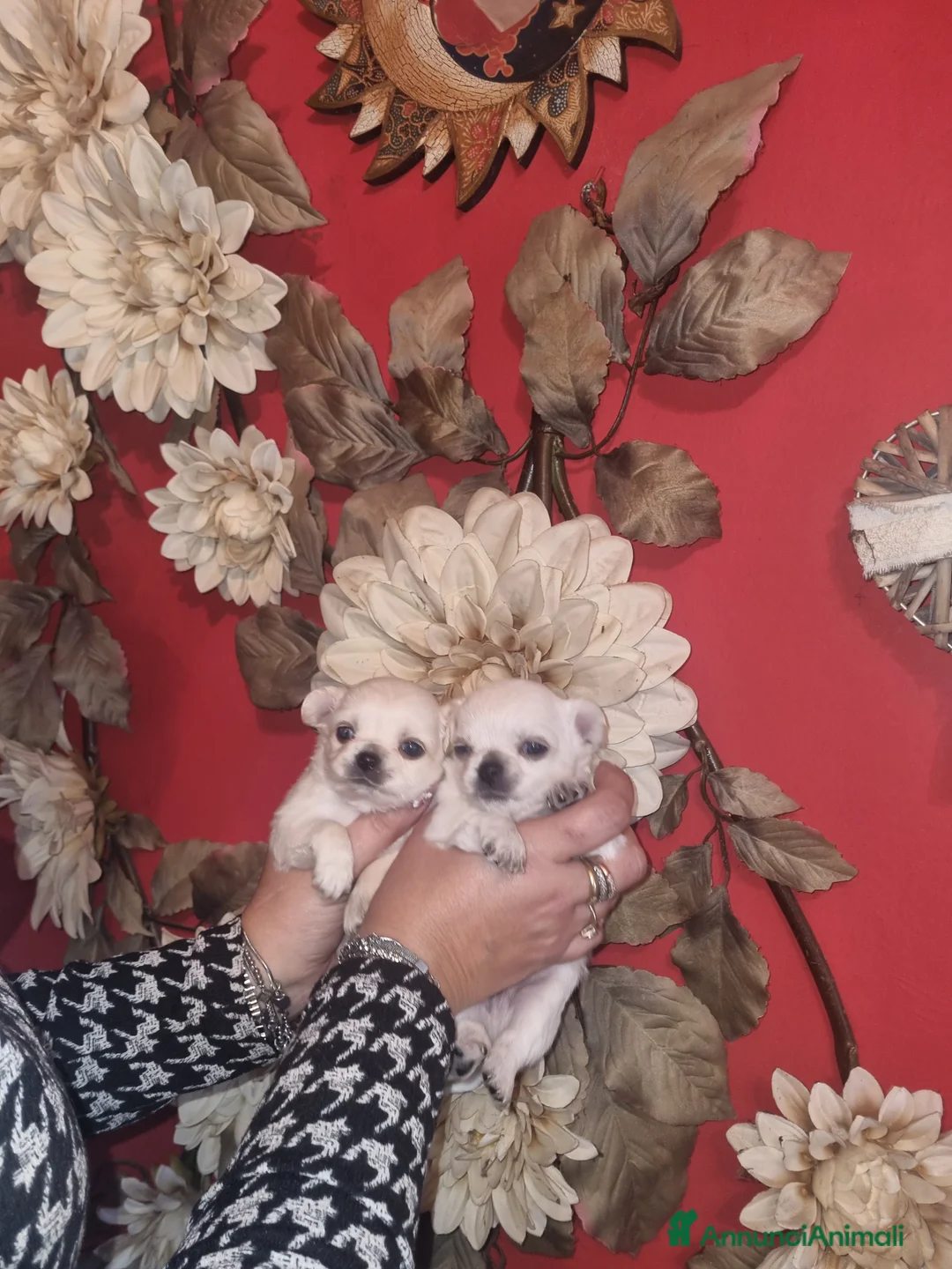 Chihuahua cani in vendita: Cuccioli di chihuahua toy  - Annuncio 8