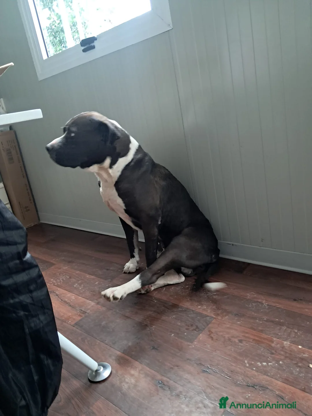 American Staffordshire cani in regalo: OLIVER patatone dolcissimo - Annuncio 2