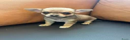 Chihuahua cani in vendita: Splendidi cuccioli di Chihuahua - Annuncio 3